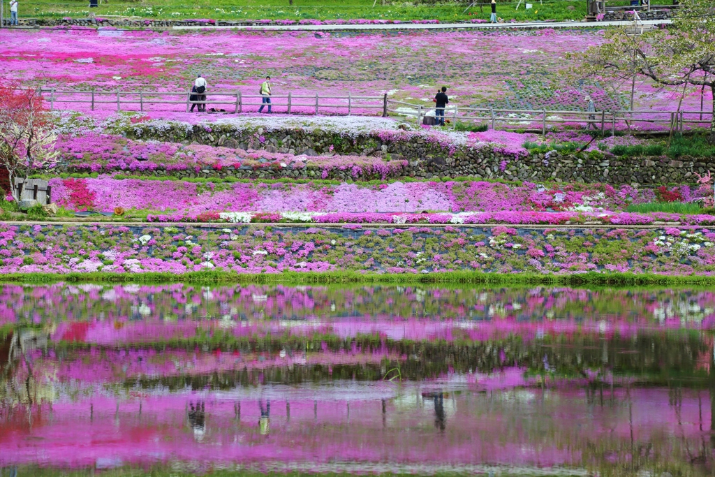 　國田家の芝桜