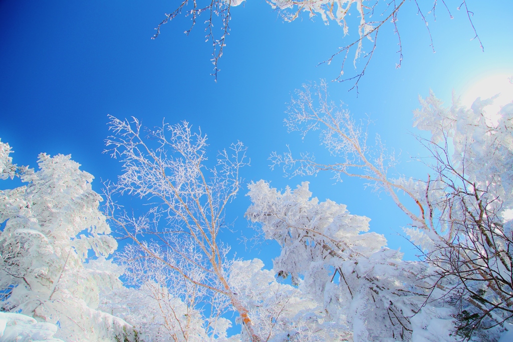 　雪の華