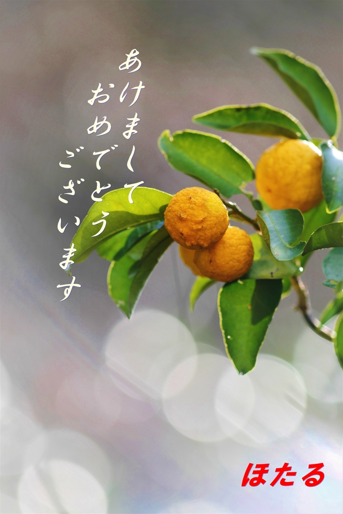 　明けましておめでとうございます　(*^-^*)
