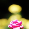 　rose　♪