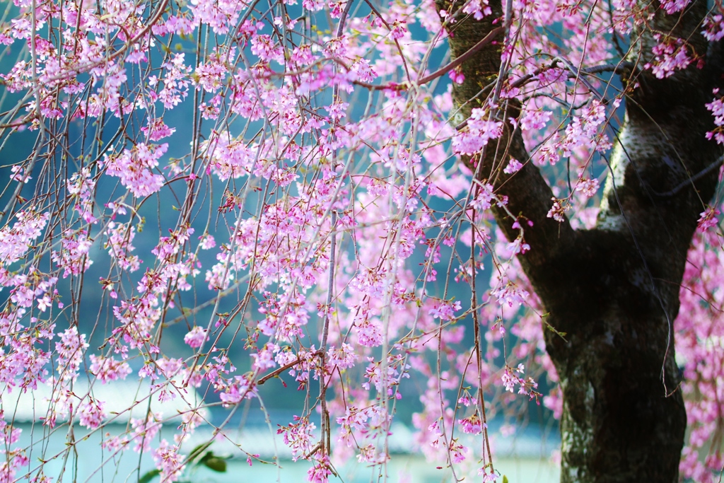 　桜　雨