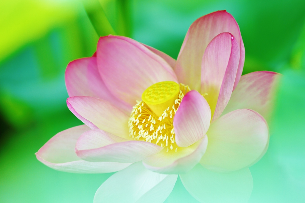  花　時　間