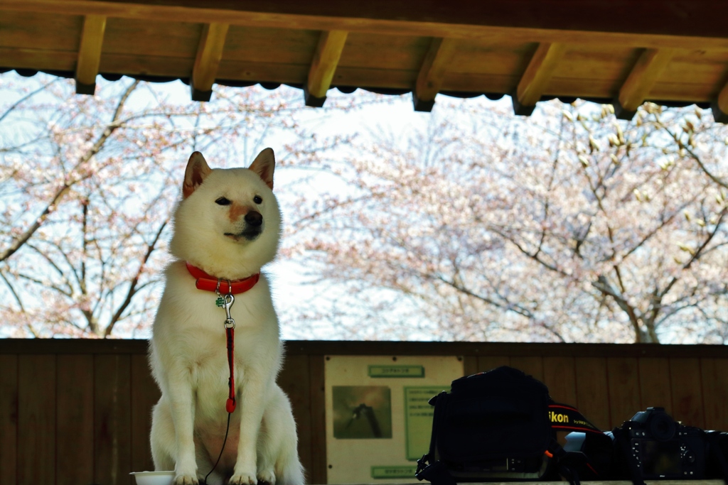 　お花見　♪