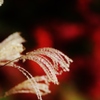 芒