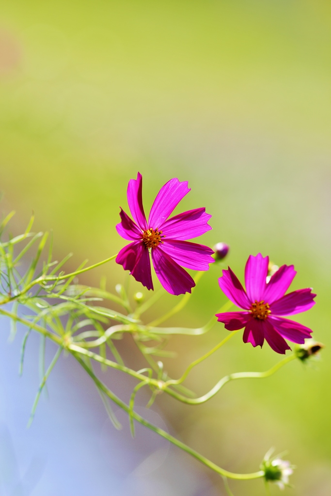 　秋　桜