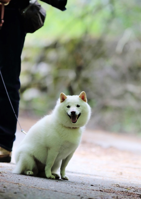 価格 Com 柴犬 特徴 性格 飼い方