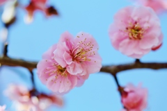  plum blossom