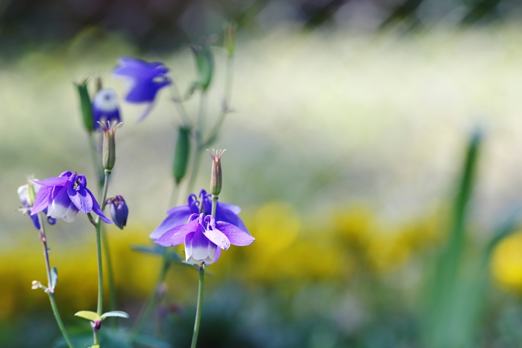 　不器用な花