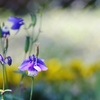　不器用な花