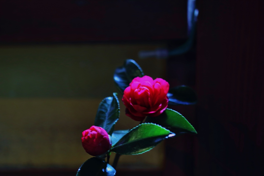 　情熱