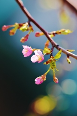 春に桜が咲くように・・