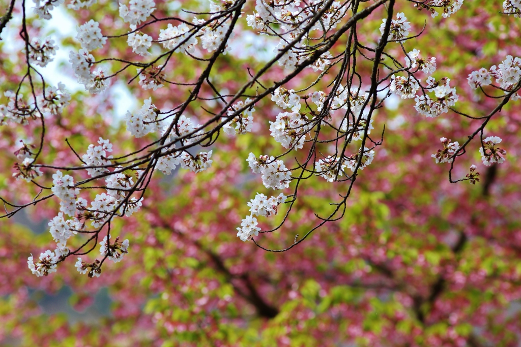 　桜　咲く　♪