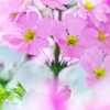 　春待ち花