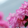 　紫陽花