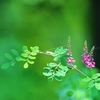 　wish　♪