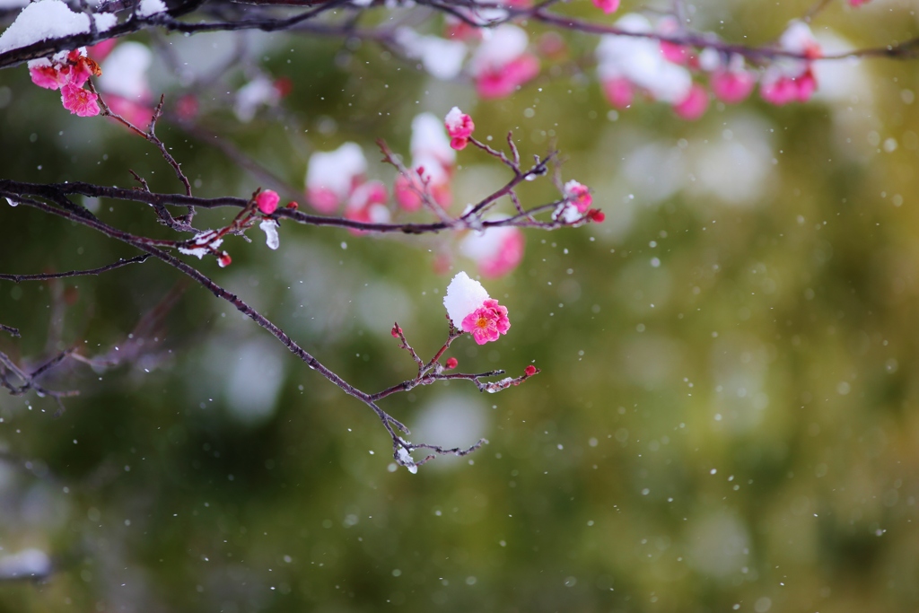 　 雪の華