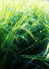  やさしい雨