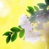 　花時間　♪