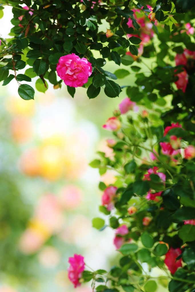 　rose　