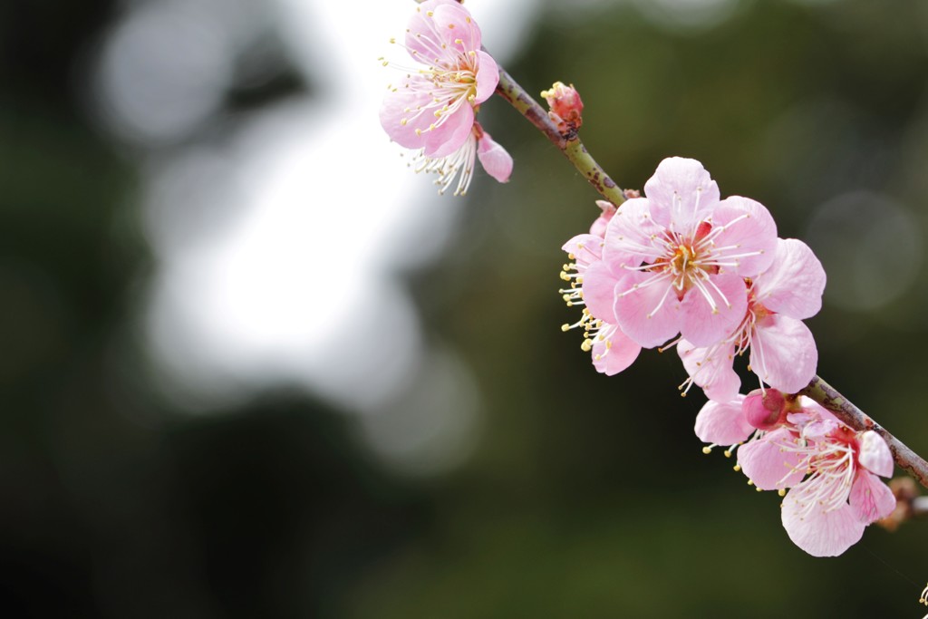 　春待花