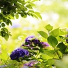 　水無月の花
