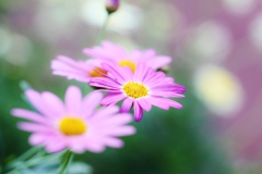 　my　sweet　my　dream　♪