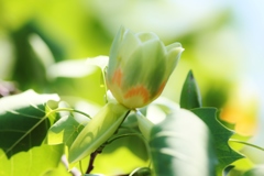 　good　morning　♪
