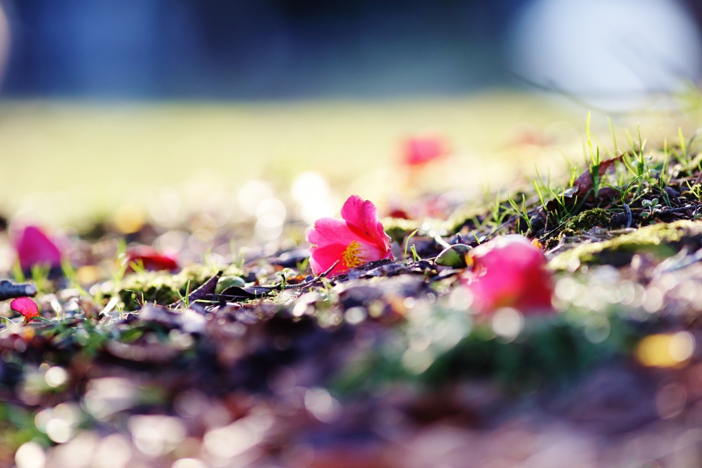 　花の命は　みじかくて・・