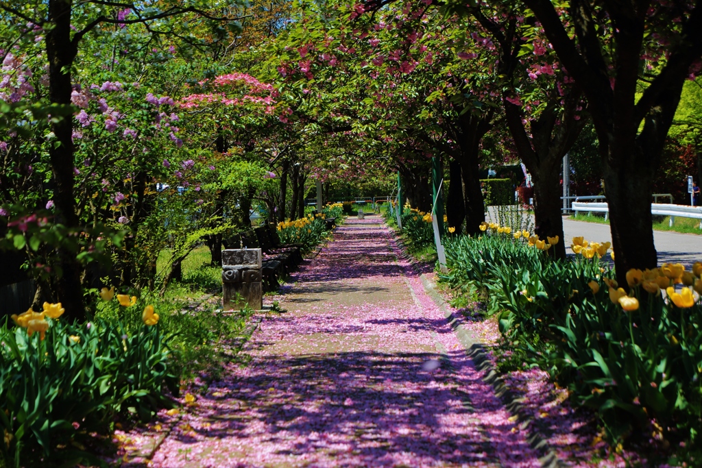 　花道
