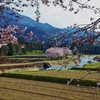 　里山の春