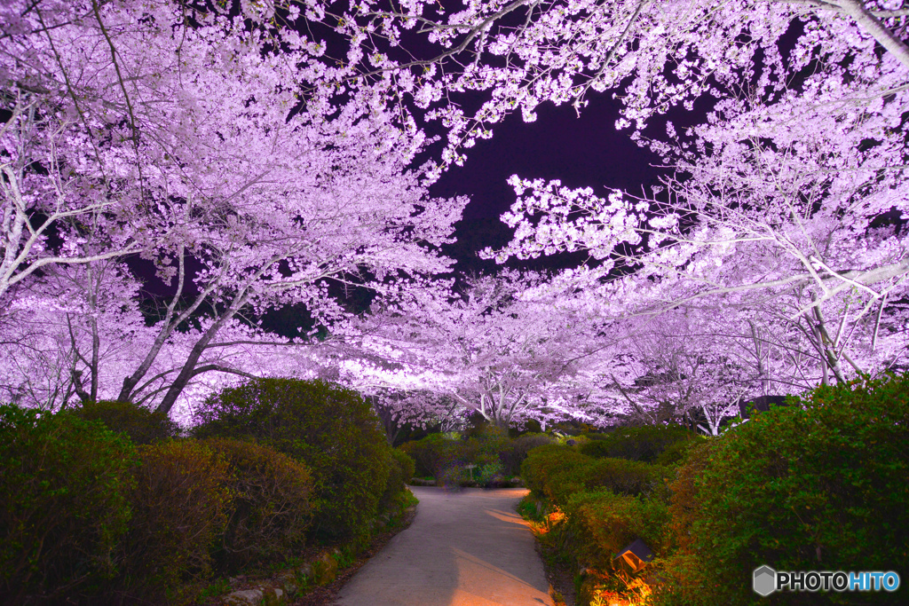 夜桜ライトアップ②