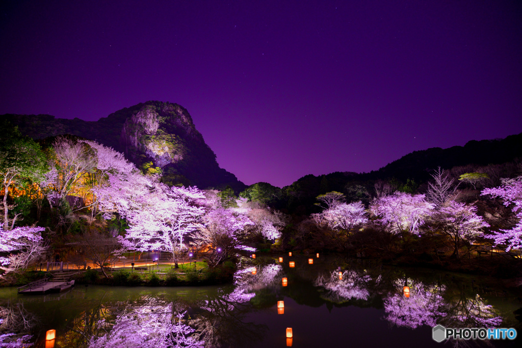 夜桜ライトアップ