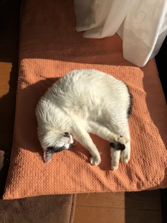 日向ぼっこ