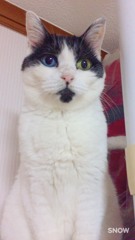 我が家の愛猫  オッドアイ