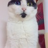 我が家の愛猫  オッドアイ