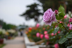 20210513-DSC_6100