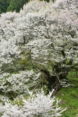 IMG_20180407_142315