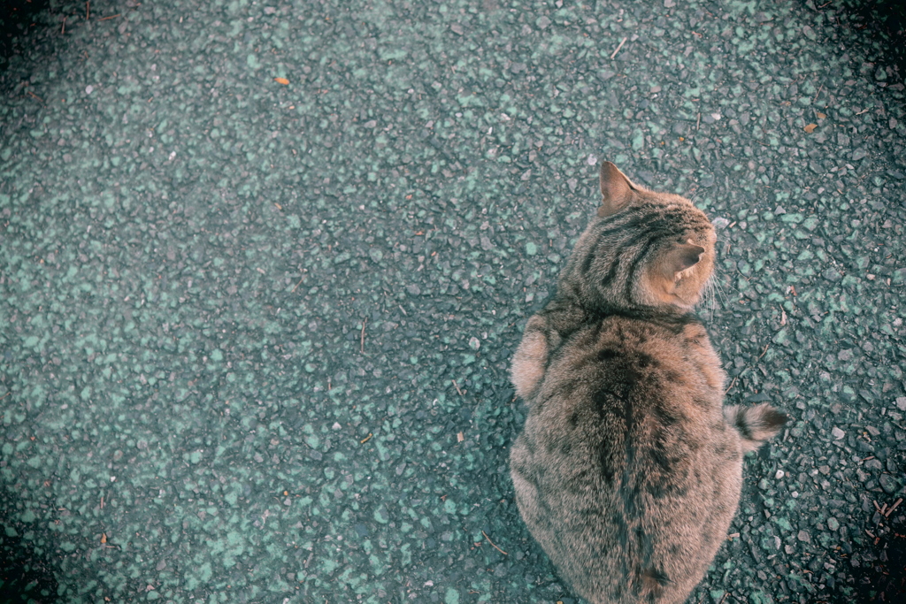 足元のネコ