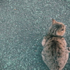 足元のネコ