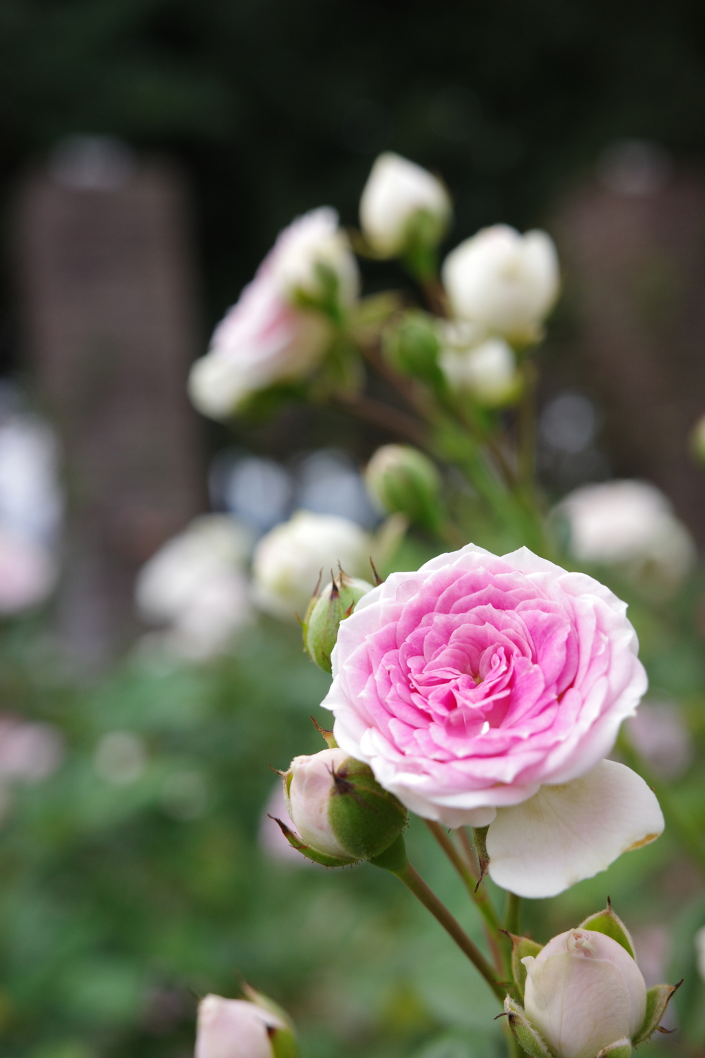 小さな薔薇