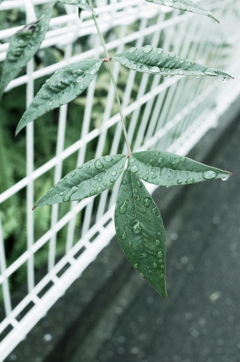 雨上がり