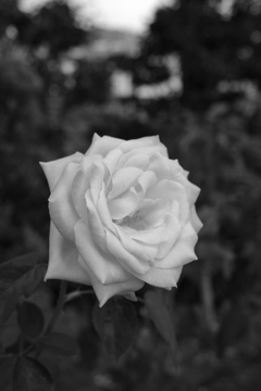 薔薇