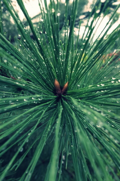 雨上がりの松
