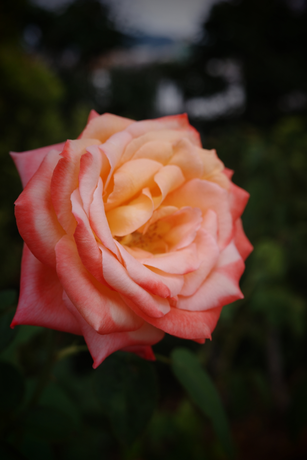 ピンクの薔薇