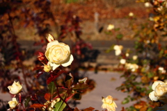 神代植物公園 (2)