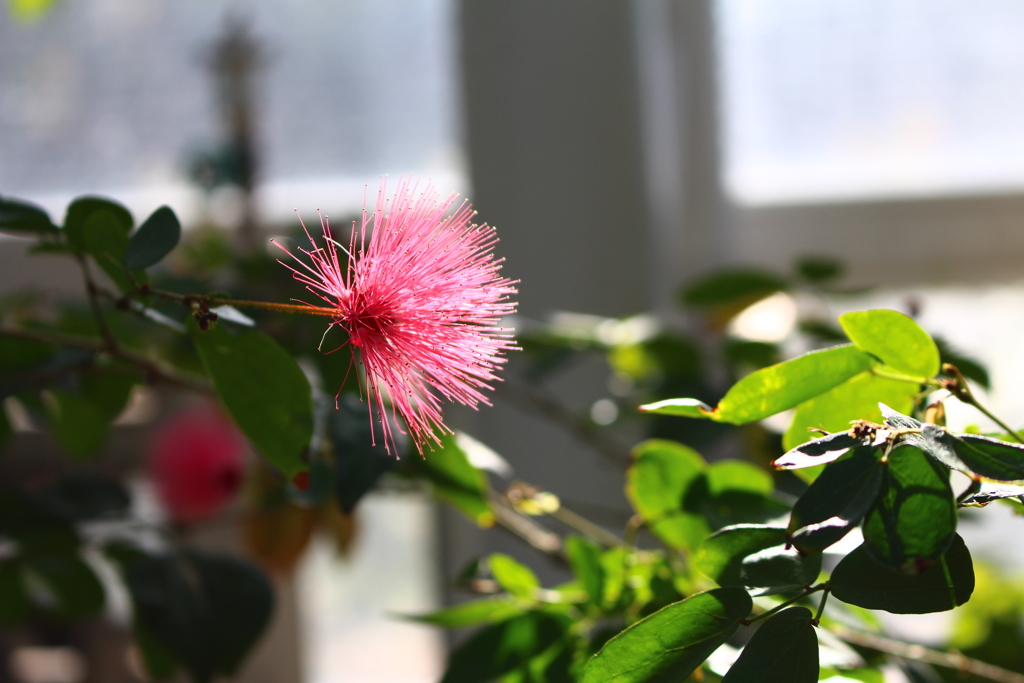 神代植物公園 (5)