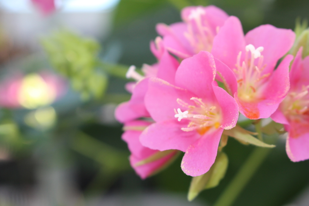 神代植物公園 (4)