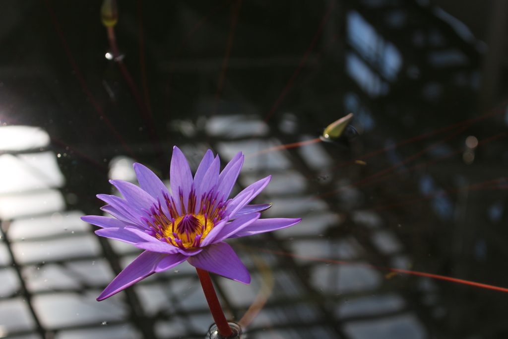 神代植物公園 (9)