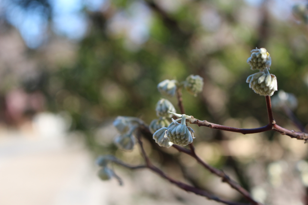 神代植物公園 (14)