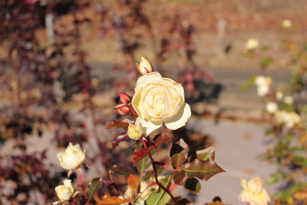 神代植物公園 (1)